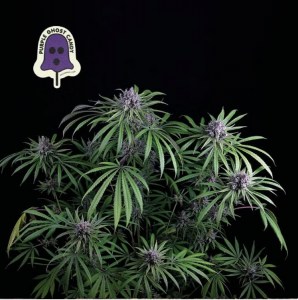 purple_ghost_candy_fem